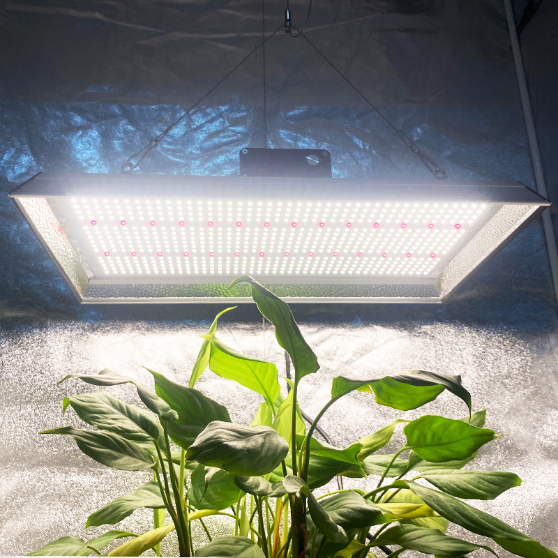 Hydroponic 200w Led Grow Light for Chillies