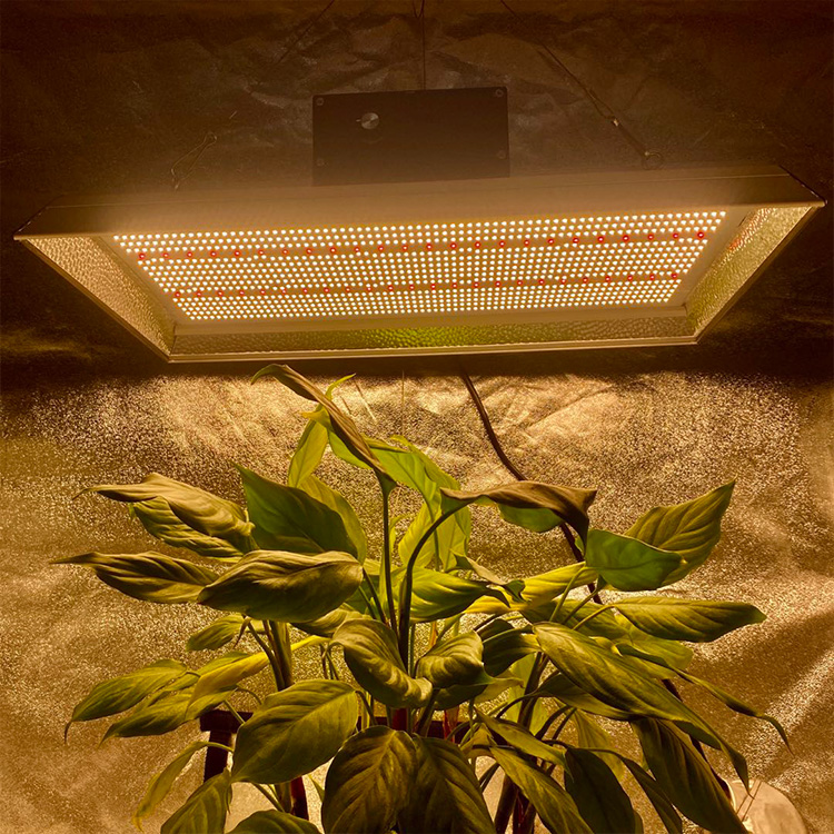 Full Spectrum 400 Watt Led Grow Light for Chillies